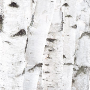 Birch Stem by Jon Olsen