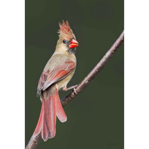 brown plush cardinal bird
