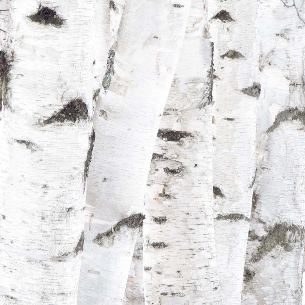 birch tree texture