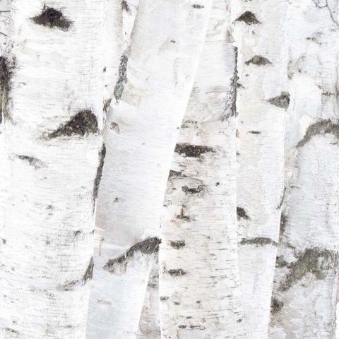 The birch Tree